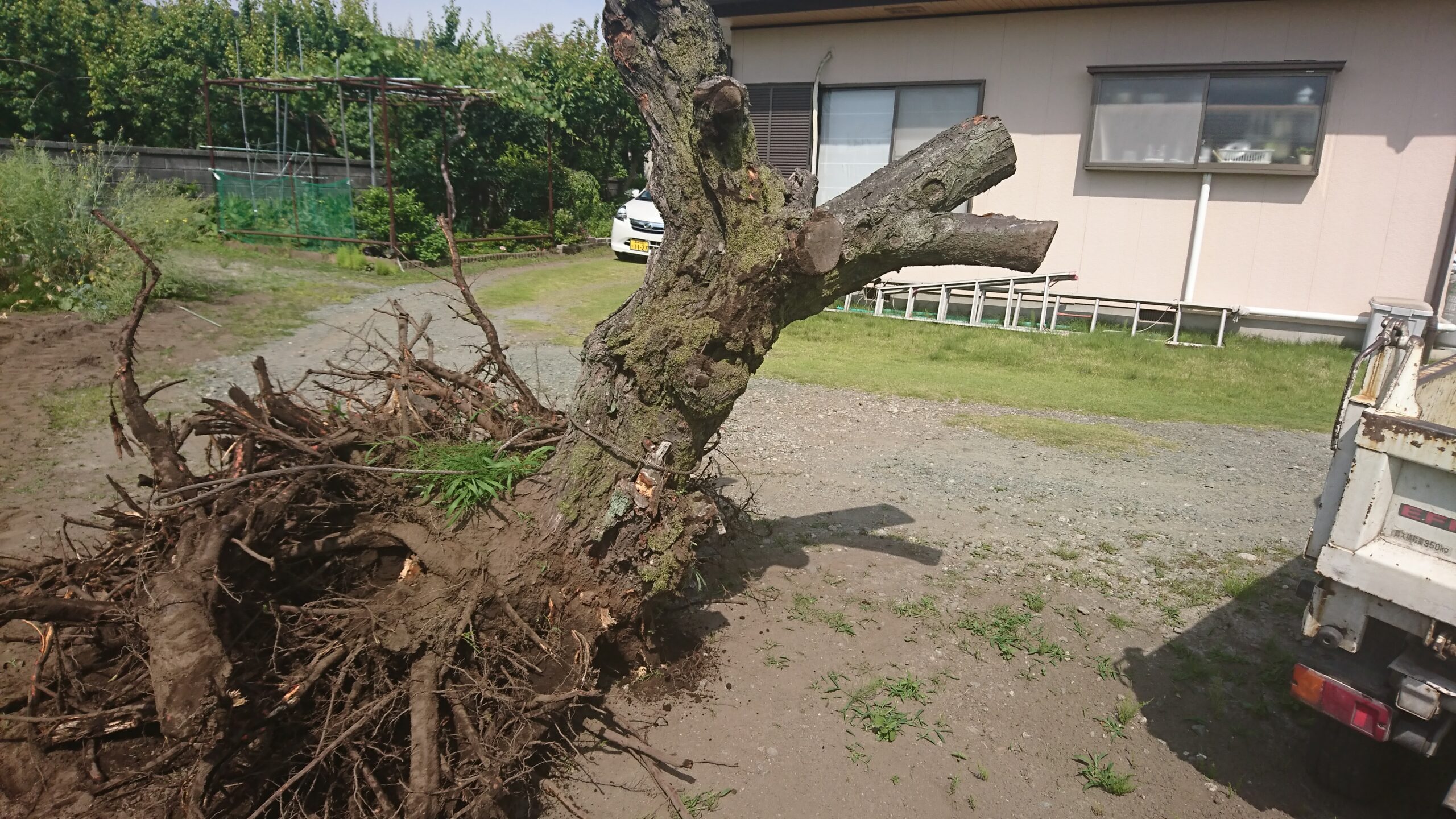 高崎市の富澤造園：抜根事例
