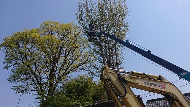 伐採事例写真-高崎市で伐採なら富澤造園まで！－群馬県全域対応可能