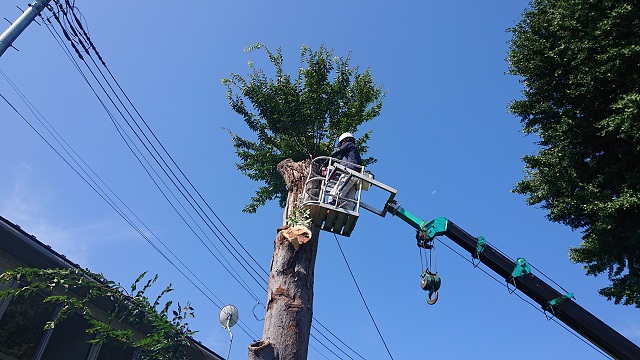 伐採事例写真-高崎市で伐採なら富澤造園まで！－群馬県全域対応可能