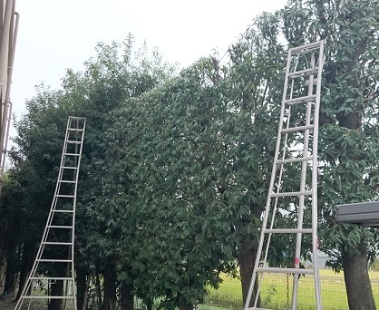 伐採事例写真-高崎市で伐採なら富澤造園まで！－群馬県全域対応可能