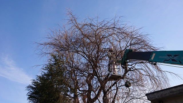 伐採事例写真-高崎市で伐採なら富澤造園まで！－群馬県全域対応可能